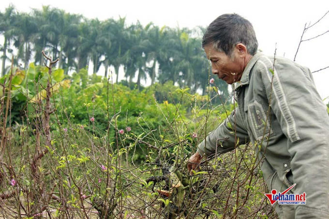 Chủ vườn đau đớn bên những gốc đào bị phá hoại, không có khả năng cứu vớt.