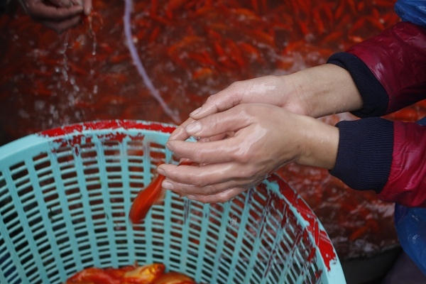 Ảnh: Như Trường.