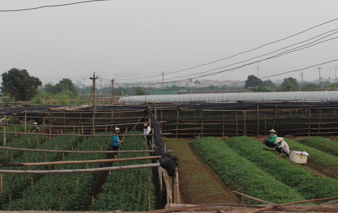 Những ngày này, người dân xã Tây Tựu lại tất bật ra ruộng hoa để chăm chút những khóm nụ hoa nhằm phục vụ nhu cầu hoa cho Tết Nguyên đán đang cận kề.