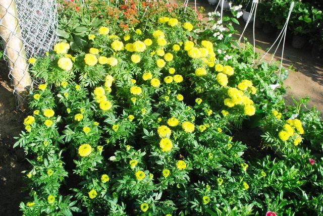 Hoa vạn thọ khoe sắc chào Xuân (ảnh Duy Ngợi).