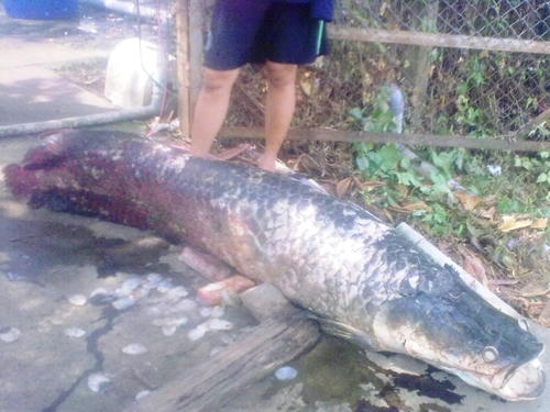 Tháng 2/2013, ở An Giang, người ta phát hiện con cá huyết rồng dài gần 2m, nặng khoảng 80kg nổi trên mặt nước.