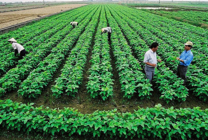 kinh tế tập thể