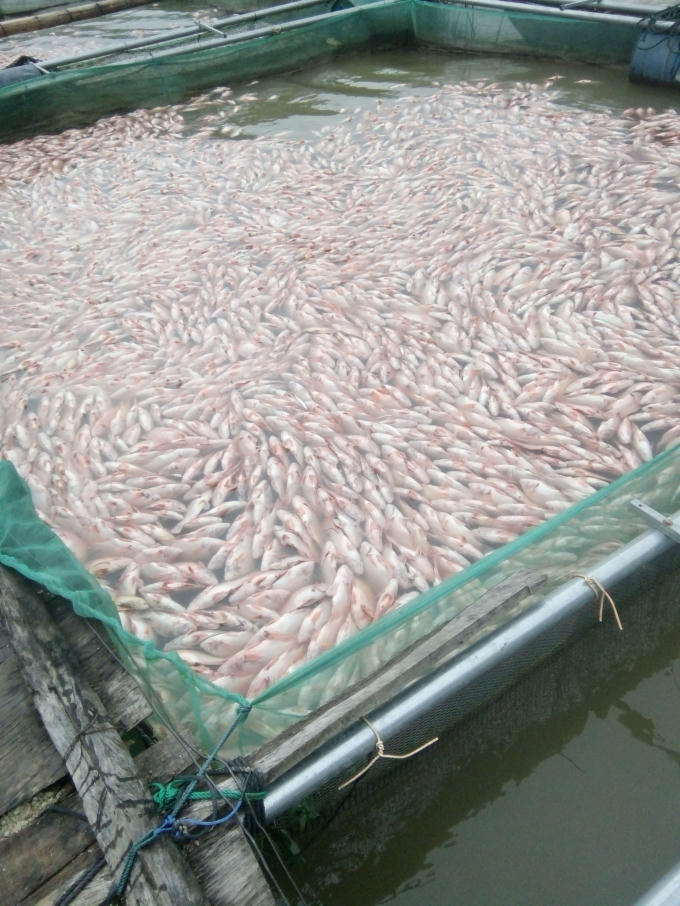 Khoảng 72 tấn các chết với số tiền thiệt hại là 2 tỉ đồng của bà con nuôi cá lồng.