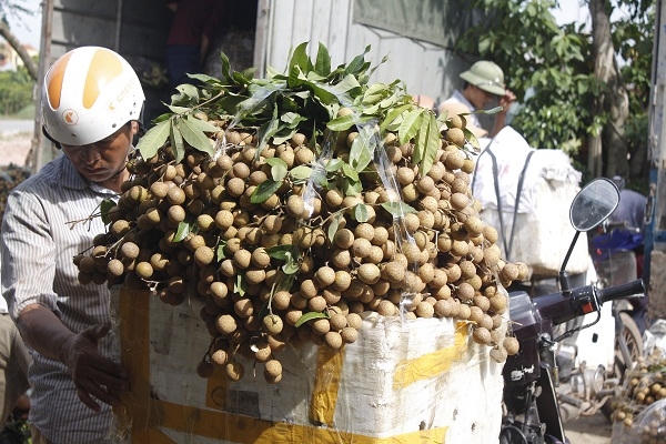 Hưng Yên: “Không có chuyện người dân dùng lưu huỳnh để xông làm vàng quả, sáng mã cho nhãn”