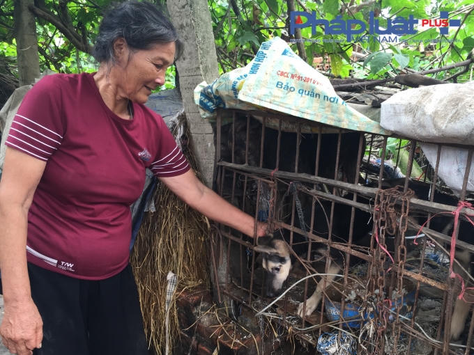 Những chú chó bầu bạn với bà mỗi khi cô đơn.