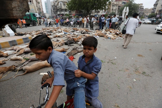 Xác chó hoang nằm la liệt khắp nơi. (Ảnh: Reuters)