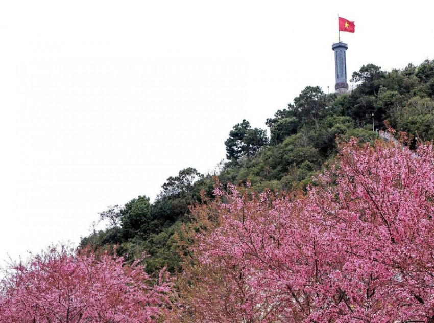 Hoa mai anh đào bung sắc hồng rực rỡ nơi cực Bắc.