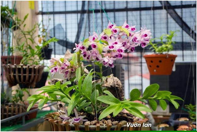 Cửu Long cao phong