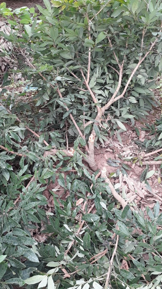 Vườn nhãn đang ra hoa bị kẻ gian phá nát trong đêm