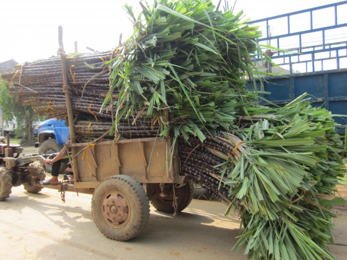 Những xe mía không ngừng nối đuôi nhau chở đi tiêu thụ khắp nơi.