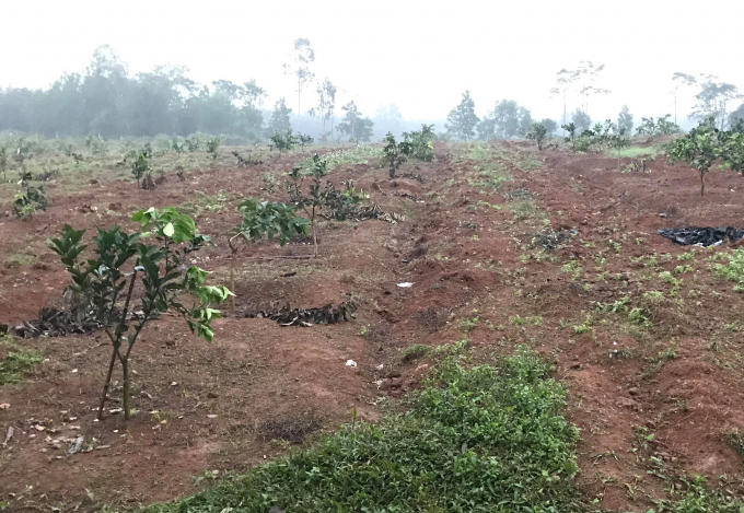 Nhiều c&acirc;y trồng trong trang trại bị chặt ph&aacute;.