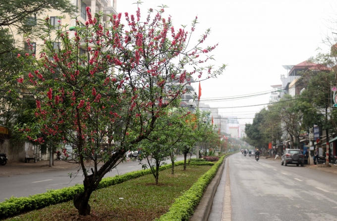 Dọc theo đường Lạc Long Quân tới làng trồng đào Nhật Tân và Phú Thượng (quận Tây Hồ, Hà Nội), những cây đào vẫn đang khoe sắc.