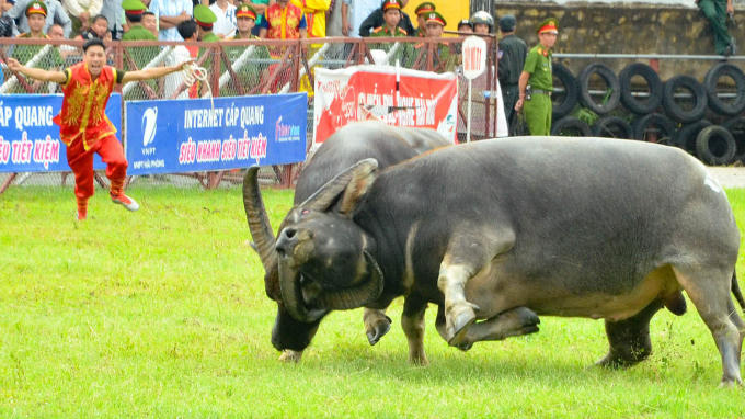 Lễ hội trọi trâu Đồ Sơn (Nguồn ảnh: thethaovanhoa.vn)