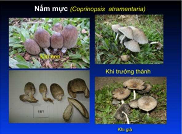 Nấm độc. Ảnh: Nông nghiệp Việt Nam
