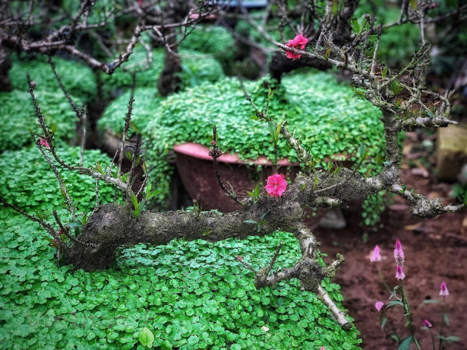 Những gốc đào Thất thốn của anh Lê Hàm, làng Nhật Tân. (Ảnh: Tố Linh/Vietnam+)