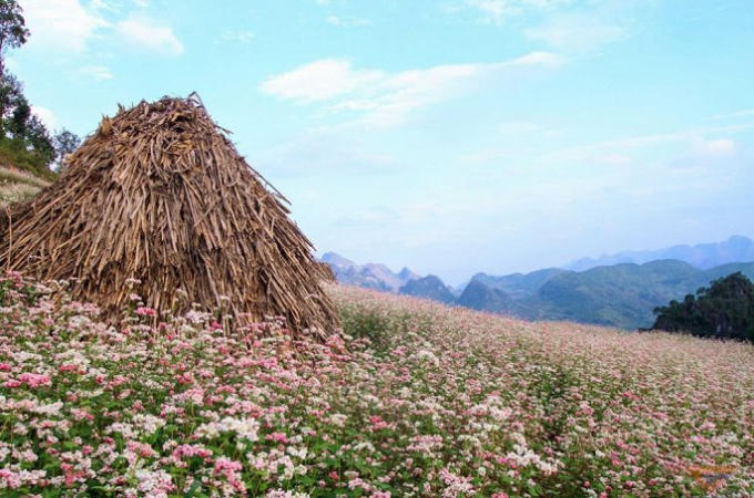 Hoa tam giác mạch ở Hà Giang.