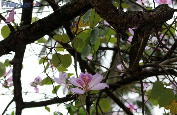 Cánh hoa "cô đơn" nằm lẳng lặng phía dưới tán cây. (Ảnh: Đức Biên)