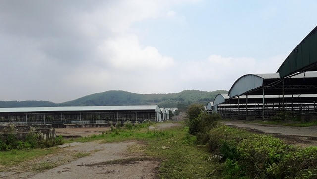 Cả dãy dài chuồng nuôi bò của Cty Bình Hà đang bỏ hoang, hiện không còn nuôi bò nữa. Ảnh: Trần Tuấn.