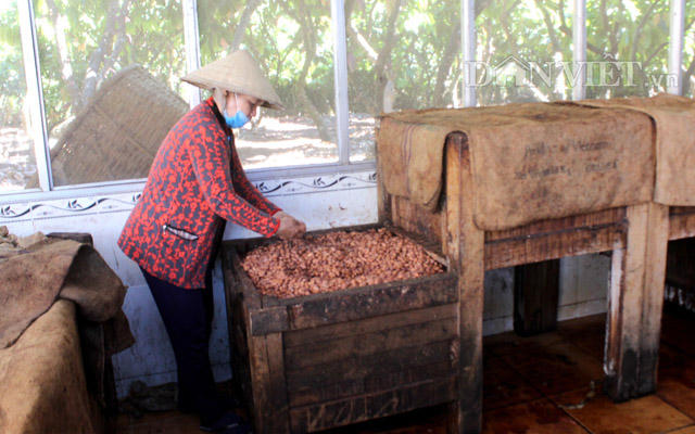 Ca cao Việt Nam được xếp v&agrave;o h&agrave;ng ngon nhất thế giới nhưng c&ograve;n &iacute;t người biết đến.