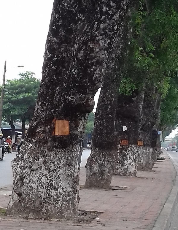 Cũng theo người dân ở đây cho biết, việc đục lấy những lớp vỏ trên thân cây để làm gì thì cũng chưa rõ, có thể người ta đục lấy để đun nước tắm chữa bệnh. Nhưng việc làm như thế này thật sự là không được vì không những mang việc phá hoại cây xanh thủ đô mà còn làm mất mỹ quan đô thị.