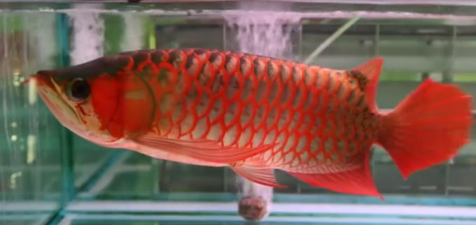 Ảnh: cắt từ clip.