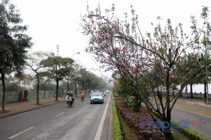 Những cây đào Nhật Tân vẫn đang khoe sắc thắm và luôn có "sắc vóc" rất đặc trưng.