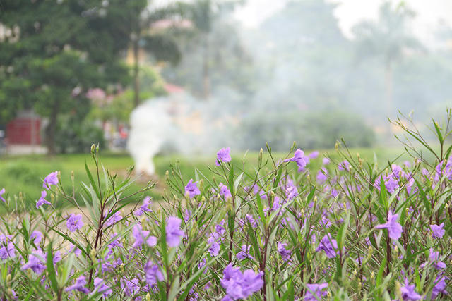 Bên bờ sông đối diện vẫn đầy cỏ dại và rác thải do không được trồng hoa.