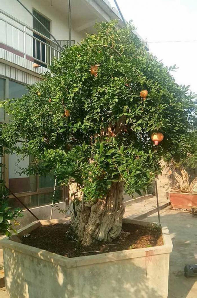Cây lựu được mệnh danh là "lựu hoàng đế" của ông Minh