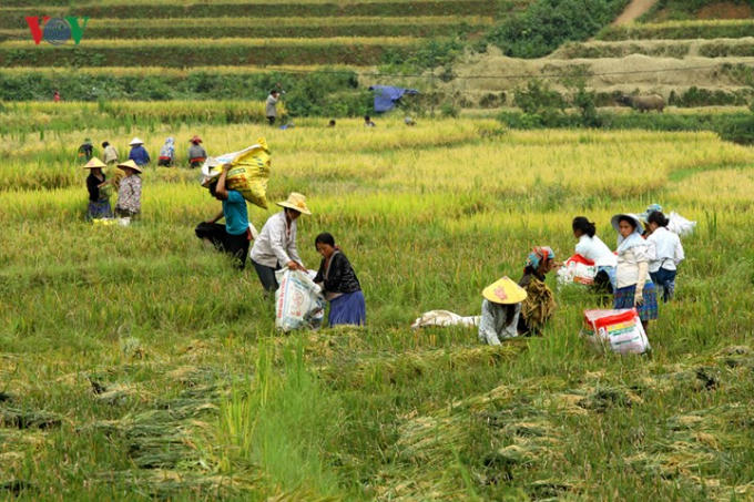 Vào những dịp này, người dân địa phương hối hả, bận rộng với việc thu hoạch lúa mùa.