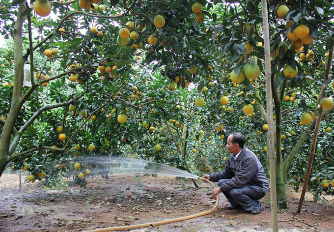 Đại diện Bộ NN-PTNT khẳng định Bộ này không được phép yêu cầu địa phương, nông dân không được trồng cây này, cây kia.