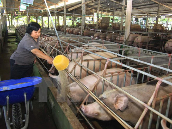 Nông dân chăm sóc đàn lợn nái ở Tiền Giang. Ảnh: Vũ Sinh/TTXVN.