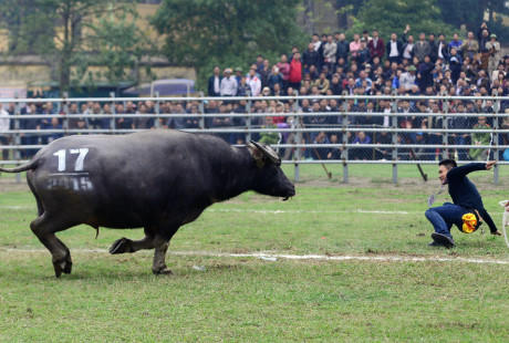Tình huống tại lễ hội chọi trâu Phúc Thọ (Hà Nội) sáng 14/3/2015, nhiều trâu thua trận lao thẳng vào các chủ trâu.
