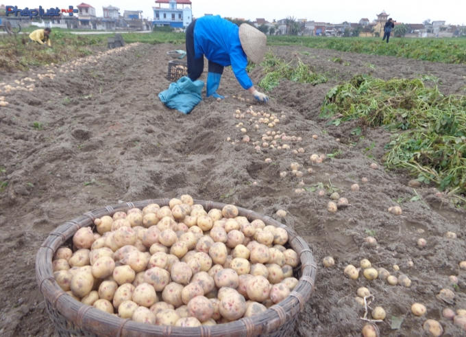 Người d&acirc;n tranh thủ ng&agrave;y kh&ocirc; r&aacute;o để đi thu hoạch khoai.&nbsp;(Ảnh: Minh Trang).