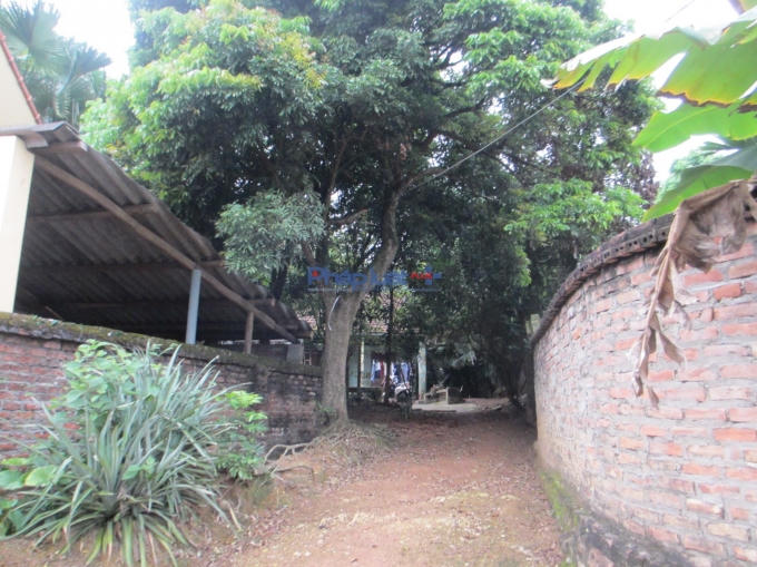 Đường vào nhà ông bà là đất đỏ, mặc dù xung quanh hàng xóm đều là đường bê tông ( Ảnh: Thu Hường)