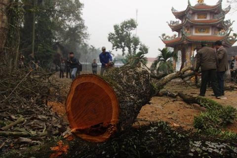 Một cành gỗ sưa tại làng Phụ Chính, xã Hòa Chính.
