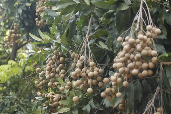 Những chùm nhãn sai trĩu quả.