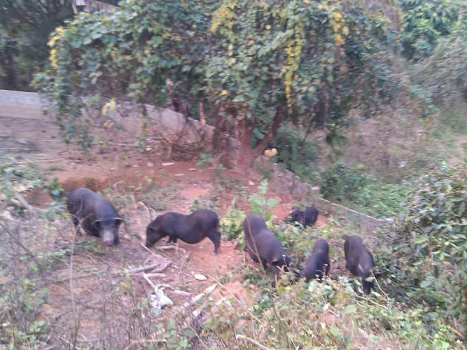 Lợn mán thả rông là mặt hàng được nhiều người ưa chuộng. (ảnh: Phàn Giào Họ)