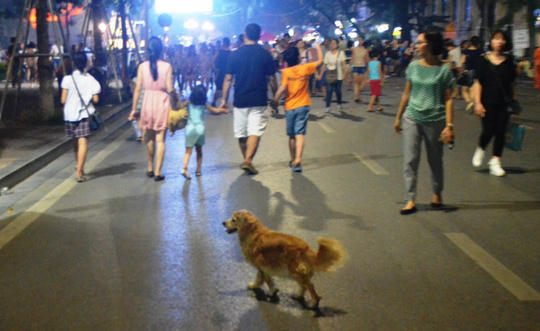 Chó ra đường không đeo rọ mõm, chủ sẽ bị phạt từ 600 đến 800 nghìn đồng.