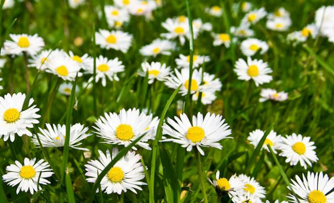 Cúc La Mã (Chamomile)