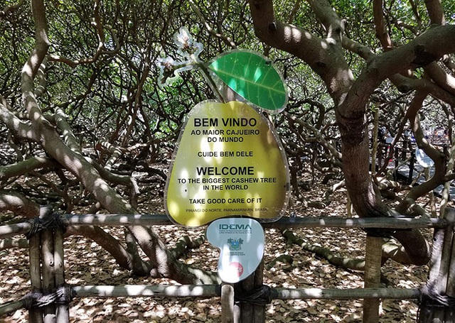 Biển cảnh báo du khách nên thận trọng không làm tổn hại tới cây