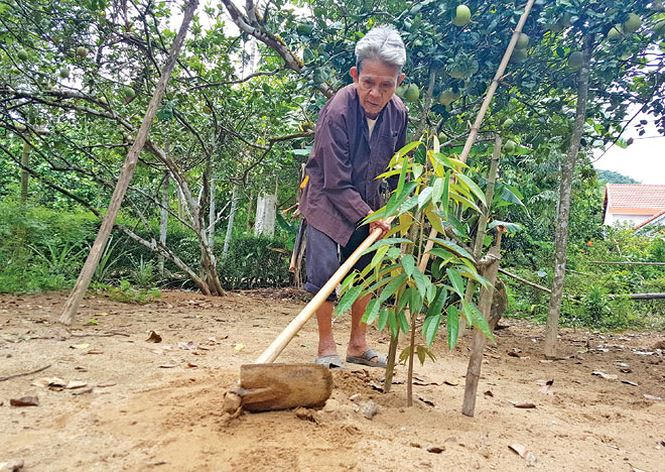 86 tuổi, nhưng cụ Ngô Bốn vẫn khỏe mạnh trồng cây, cuốc đất. Ảnh: Hoài Văn.