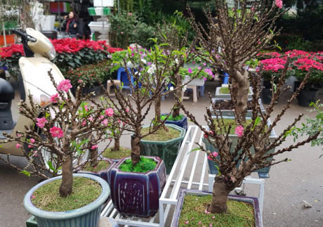 Nhiều chậu đào mini bán ở chợ được quảng cáo là đào Thất Thốn nổi tiếng