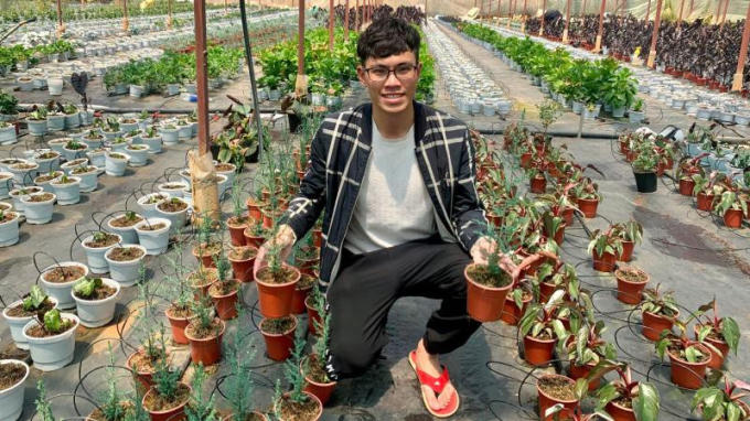 Anh Hiếu đang trồng thử nghiệm nhiều giống cây mới như môn đen, bạch tuyết, đô-la trái tim, bạch đàn lá kiếm, mimosa lá dao...