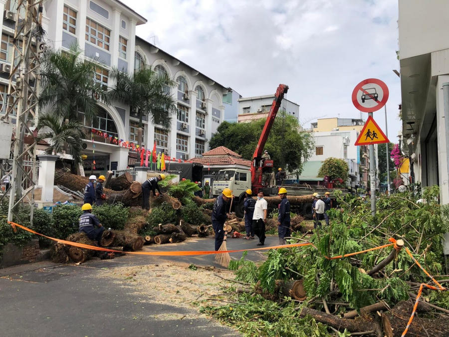 Hiện số lượng gỗ thu hồi từ công tác đốn hạ, giải tỏa cây xanh trên địa bàn TP.HCM là hơn 4.500m3
