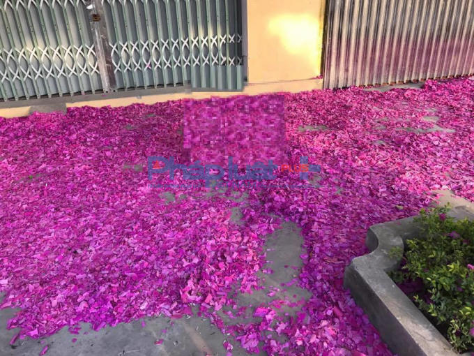 Không rõ năm nay việc quản lý cấm đốt pháo ở huyện Hải Hậu của chính quyền đến đâu, mà xác pháo vẫn đỏ đường.