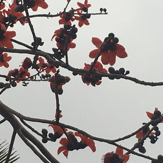 Cành khẳng khiu trút hết lá, chỉ còn lại những bông hoa gạo như những ngọn đèn. Ảnh: Thị Thủy