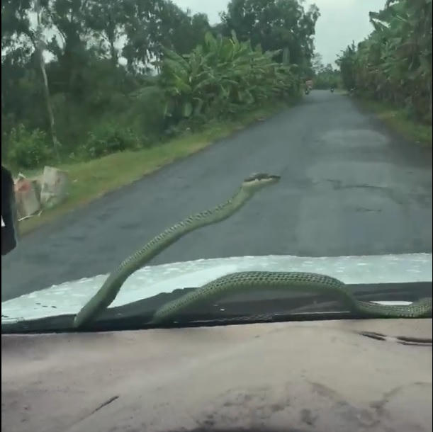 Con rắn liên tục ngóc đầu, đánh đu như cần gạt nước. Ảnh: (Cắt từ clip)