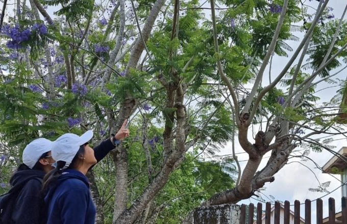 Dù không có sắc đỏ rực rỡ, nhưng phượng tím Đà Lạt vẫn tự tin gọi hè sang và phủ lên nó những cảm xúc nao lòng của nhiều thế hệ học trò ở cao nguyên Langbiang .