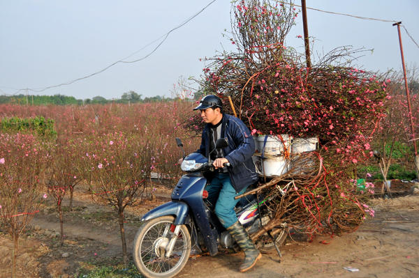Nhiều chủ vườn đào ở Nhật Tân đã cắt cành với số lượng lớn để bán hết vườn trước Tết.
