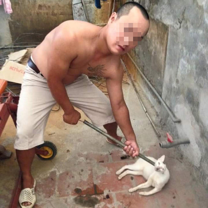 Chú mèo bị người đàn ông dùng thòng lọng kẹp cổ, sát hại mèo.